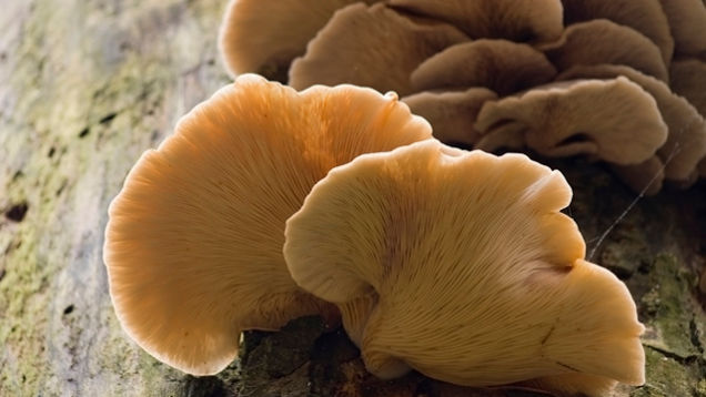 Safe Mushroom