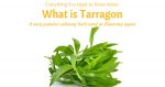 Everything You Need to Know About What is Tarragon