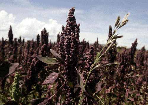 Black Quinoa via Quilla Foods