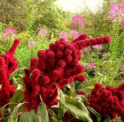 Red Quinoa via Permies