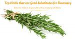 Top Herbs that are Good Substitutes for Rosemary