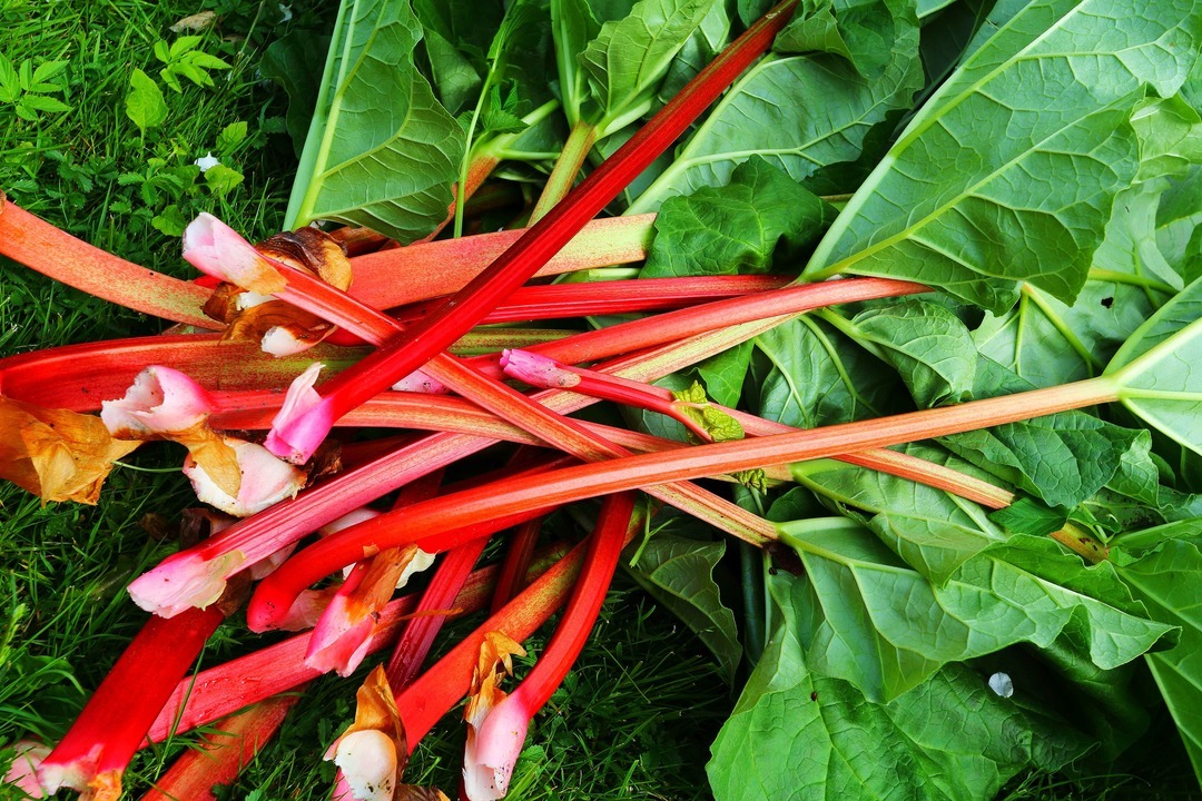 Rhubarb 