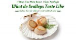 What do Scallops Taste Like: Things You Must Know About Scallops