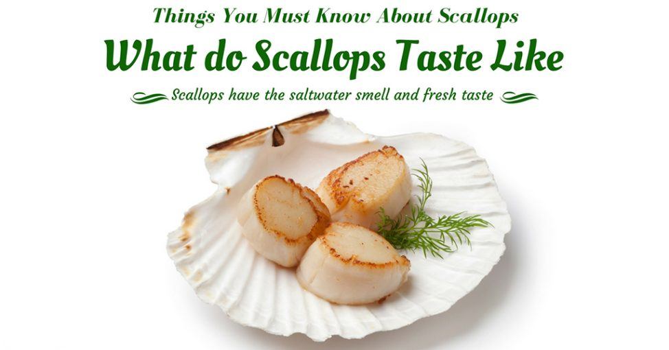What do Scallops Taste Like Things You Must Know About Scallops