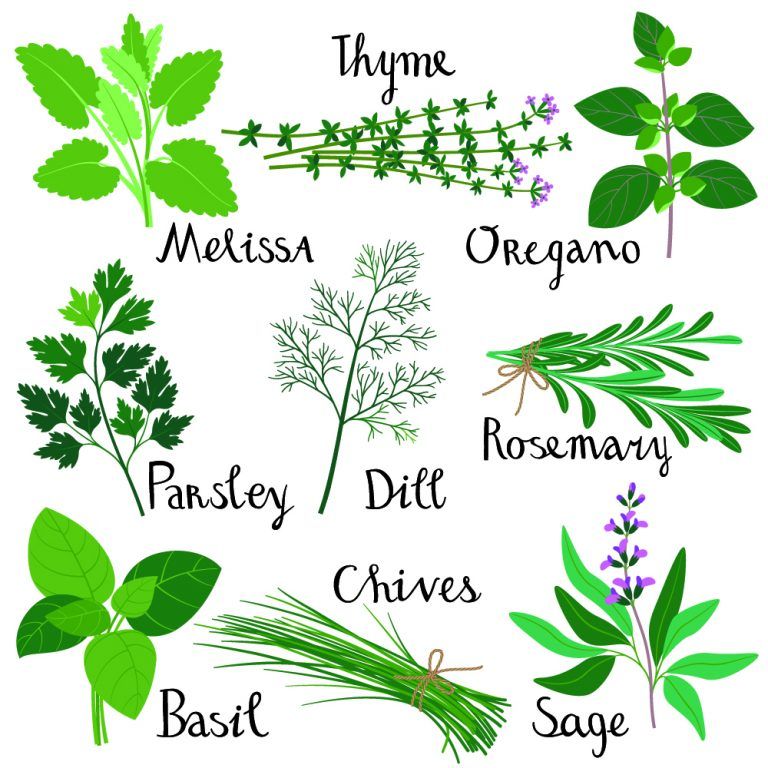 Coriander Substitute 17 Best Alternatives For Your Choice