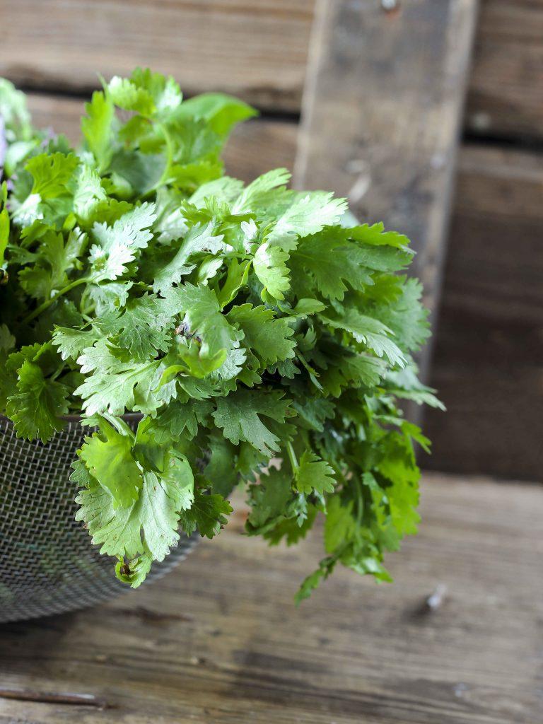 Coriander